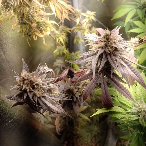 Banana Purple Punch #1 growlog timeline photo