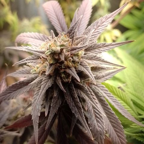 Banana Purple Punch #1 growlog timeline photo