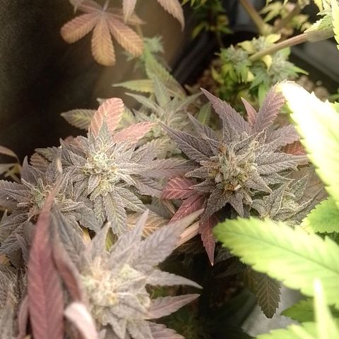 Banana Purple Punch #1 growlog timeline photo
