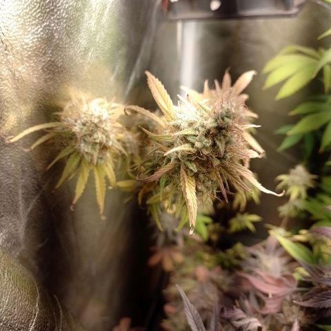 Banana Purple Punch #2 growlog timeline photo