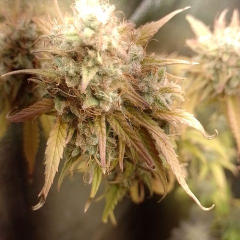 Banana Purple Punch #2 growlog timeline photo
