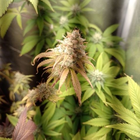 Banana Purple Punch #2 growlog timeline photo