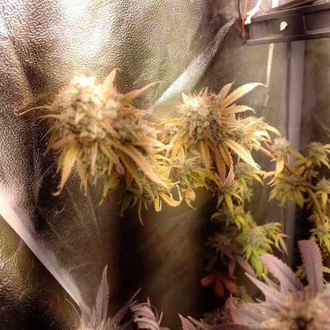 Banana Purple Punch #2 growlog timeline photo