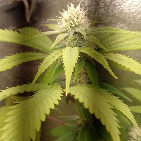 Big Bud 1 growlog timeline photo