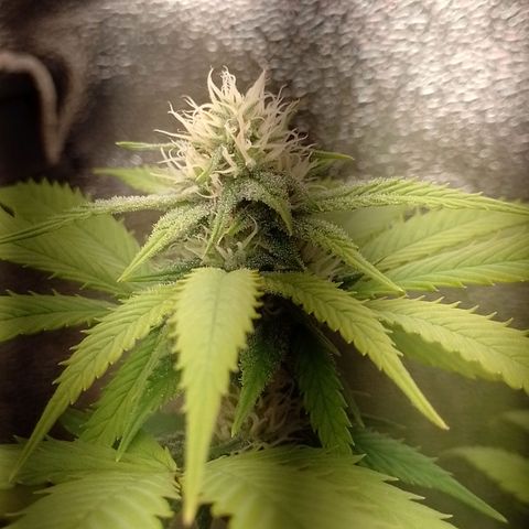 Big Bud 1 growlog timeline photo