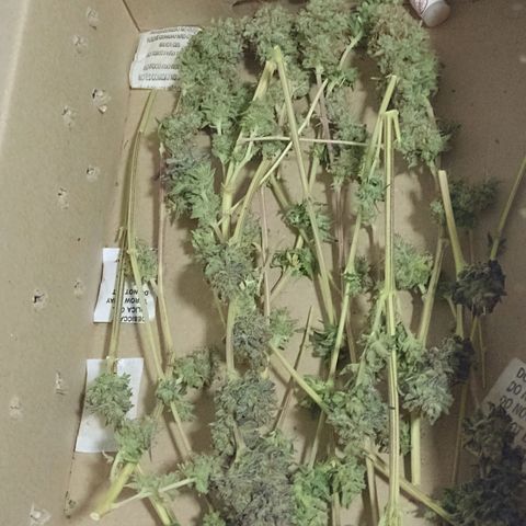 Banana Purple Punch #1 growlog timeline photo