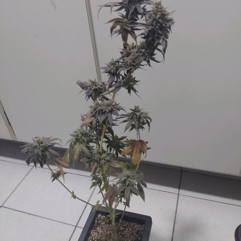 Banana Purple Punch #1 growlog timeline photo