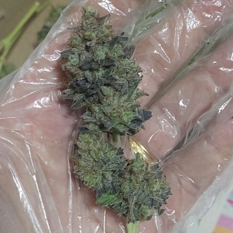 Banana Purple Punch #1 growlog timeline photo