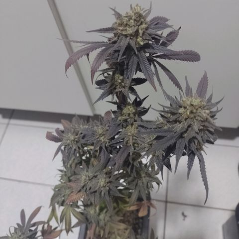 Banana Purple Punch #1 growlog timeline photo