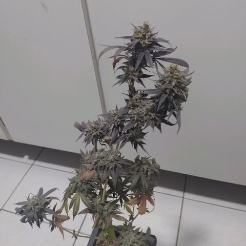 Banana Purple Punch #1 growlog timeline photo