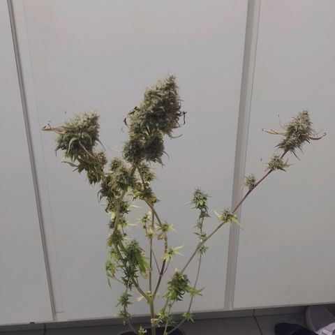 Banana Purple Punch #2 growlog timeline photo