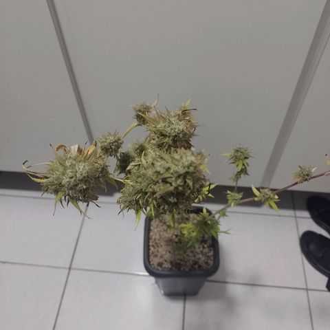 Banana Purple Punch #2 growlog timeline photo