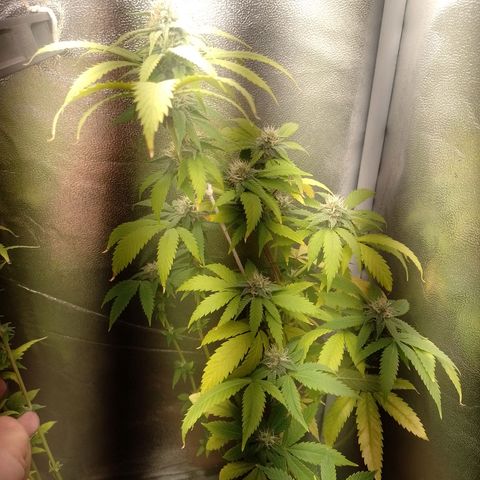 Big Bud 1 growlog timeline photo