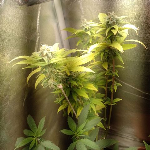 Big Bud 2 growlog timeline photo