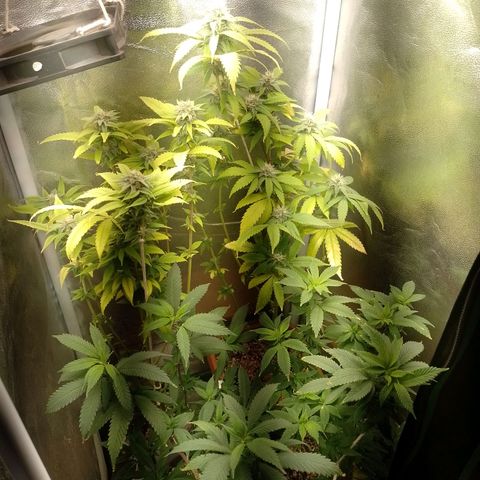 Big Bud 1 growlog timeline photo