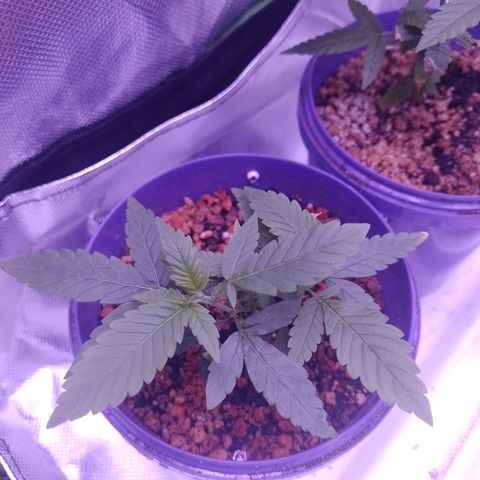 Sweet Cherry Pie growlog timeline photo