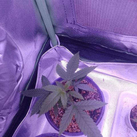 Sweet Cherry Pie growlog timeline photo