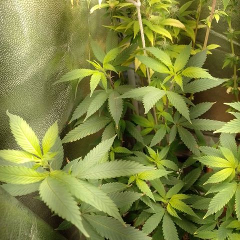 Sweet Cherry Pie growlog timeline photo