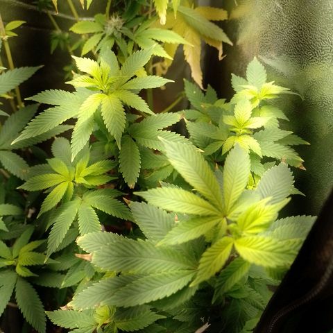 Big Bud 3 growlog timeline photo