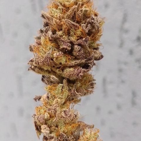 Banana Purple Punch #1 growlog timeline photo
