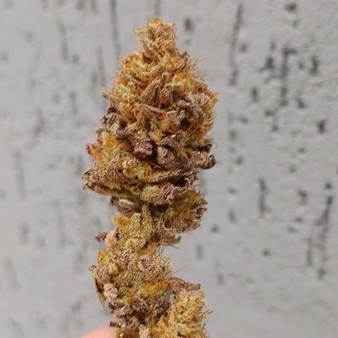 Banana Purple Punch #1 growlog timeline photo