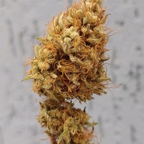 Banana Purple Punch #2 growlog timeline photo