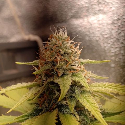 Big Bud 1 growlog timeline photo