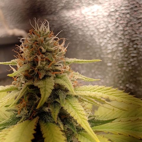 Big Bud 1 growlog timeline photo