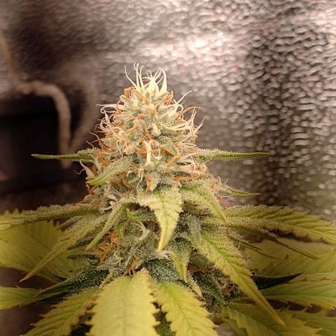 Big Bud 1 growlog timeline photo