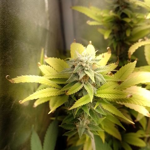 Big Bud 2 growlog timeline photo