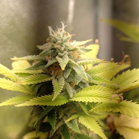 Big Bud 2 growlog timeline photo