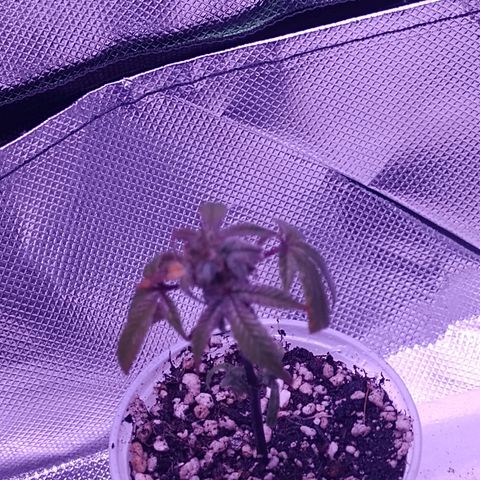 Banana Purple Punch #1 growlog photo: Foi pra terra hoje.