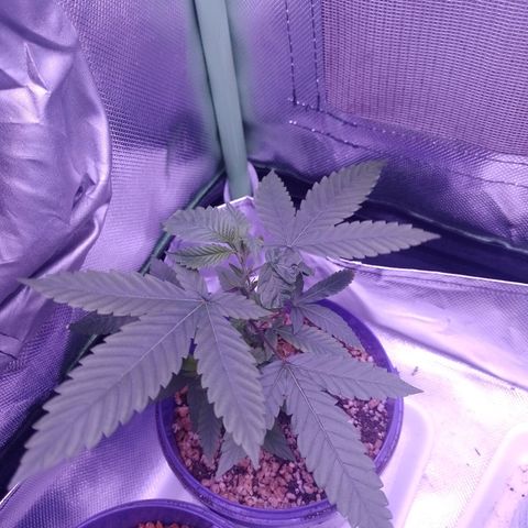 Sweet Cherry Pie growlog timeline photo
