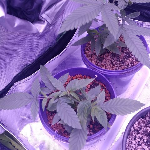 Sweet Cherry Pie growlog timeline photo