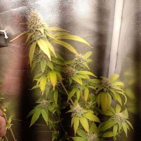 Big Bud 1 growlog timeline photo