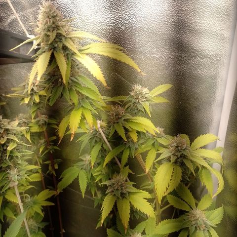 Big Bud 1 growlog timeline photo