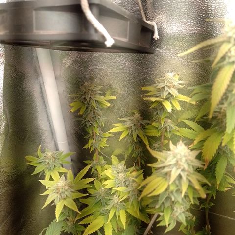 Big Bud 2 growlog timeline photo