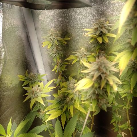 Big Bud 2 growlog timeline photo