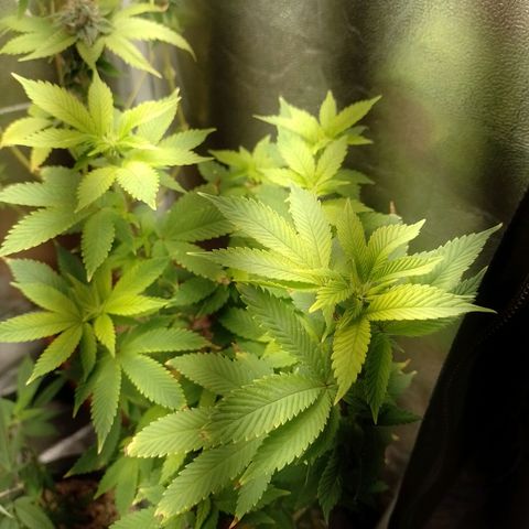 Big Bud 3 growlog timeline photo