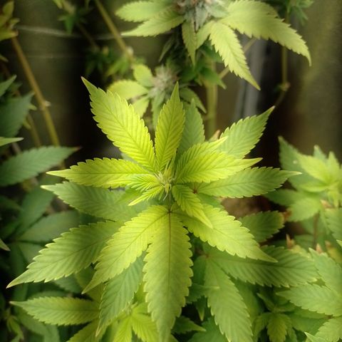Big Bud 3 growlog timeline photo