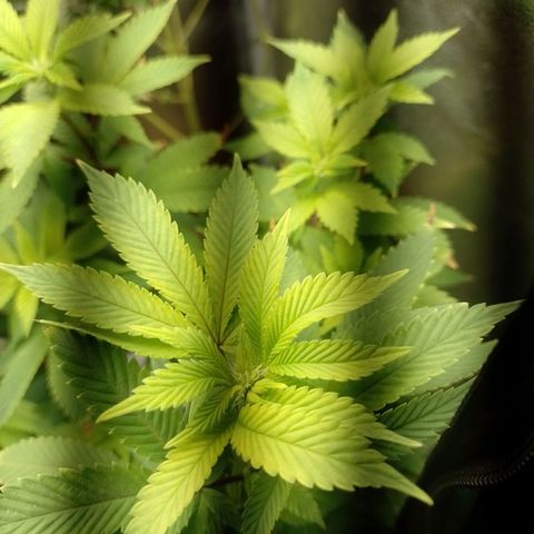 Big Bud 3 growlog timeline photo