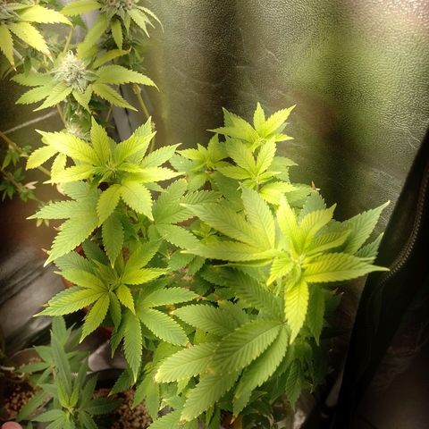Big Bud 3 growlog timeline photo