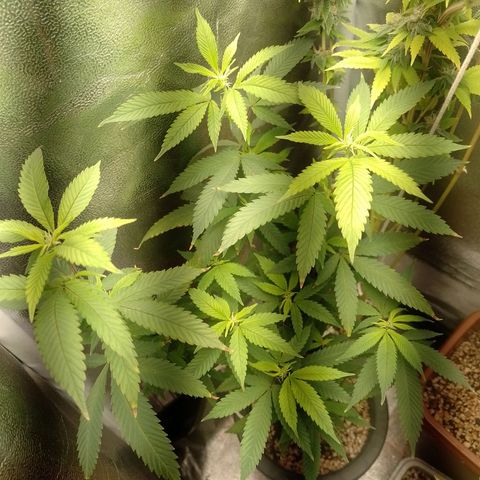 Sweet Cherry Pie growlog timeline photo
