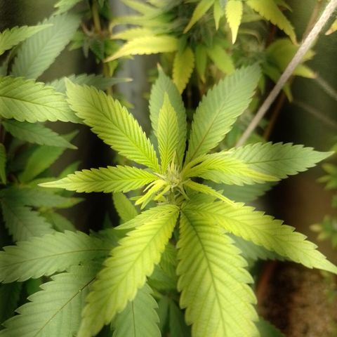Sweet Cherry Pie growlog timeline photo