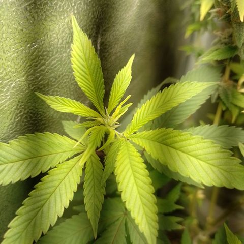 Sweet Cherry Pie growlog timeline photo