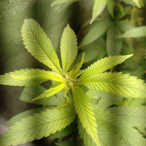 Sweet Cherry Pie growlog timeline photo