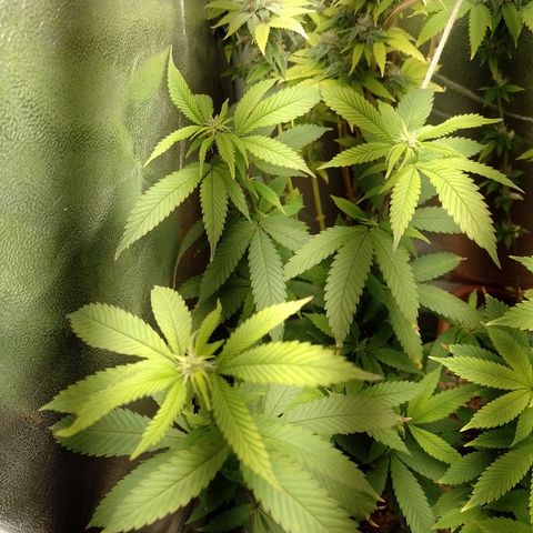 Sweet Cherry Pie growlog timeline photo