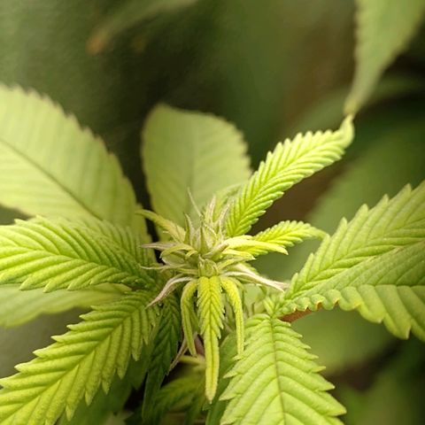 Sweet Cherry Pie growlog timeline photo