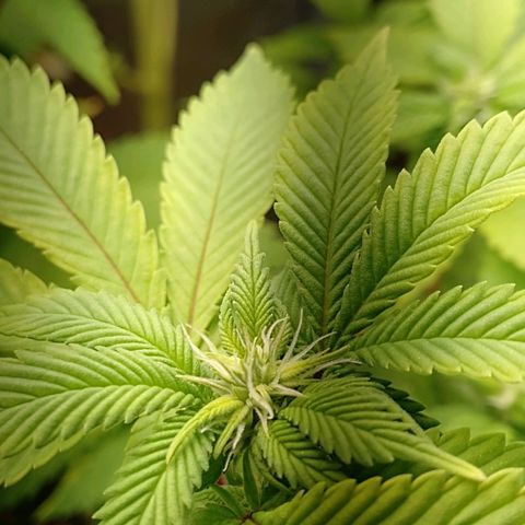 Big Bud 3 growlog timeline photo