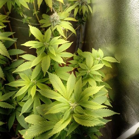 Big Bud 3 growlog timeline photo